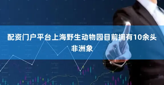 配资门户平台上海野生动物园目前拥有10余头非洲象